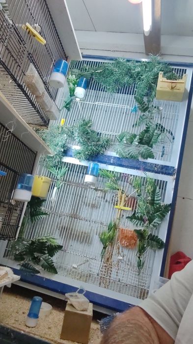 Gaiola viveiro grande