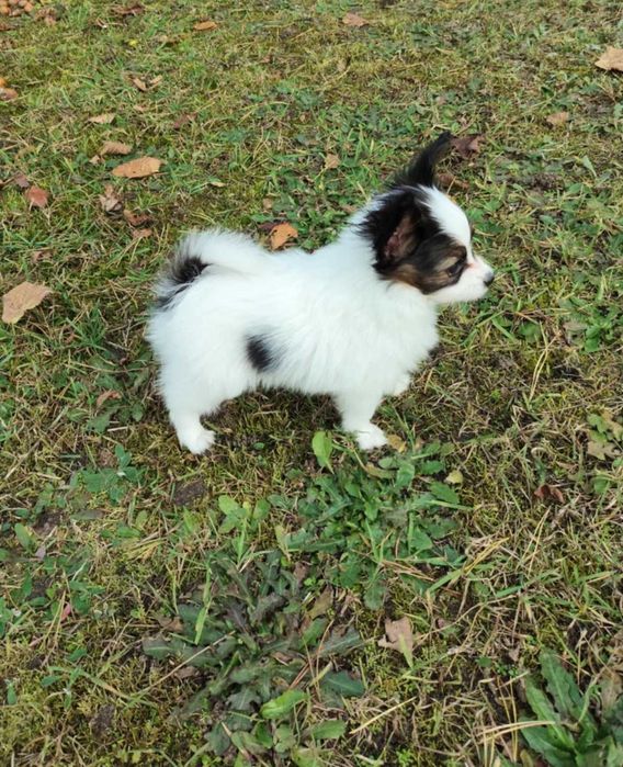 papillon - śliczny piesek, hodowla ZKwP