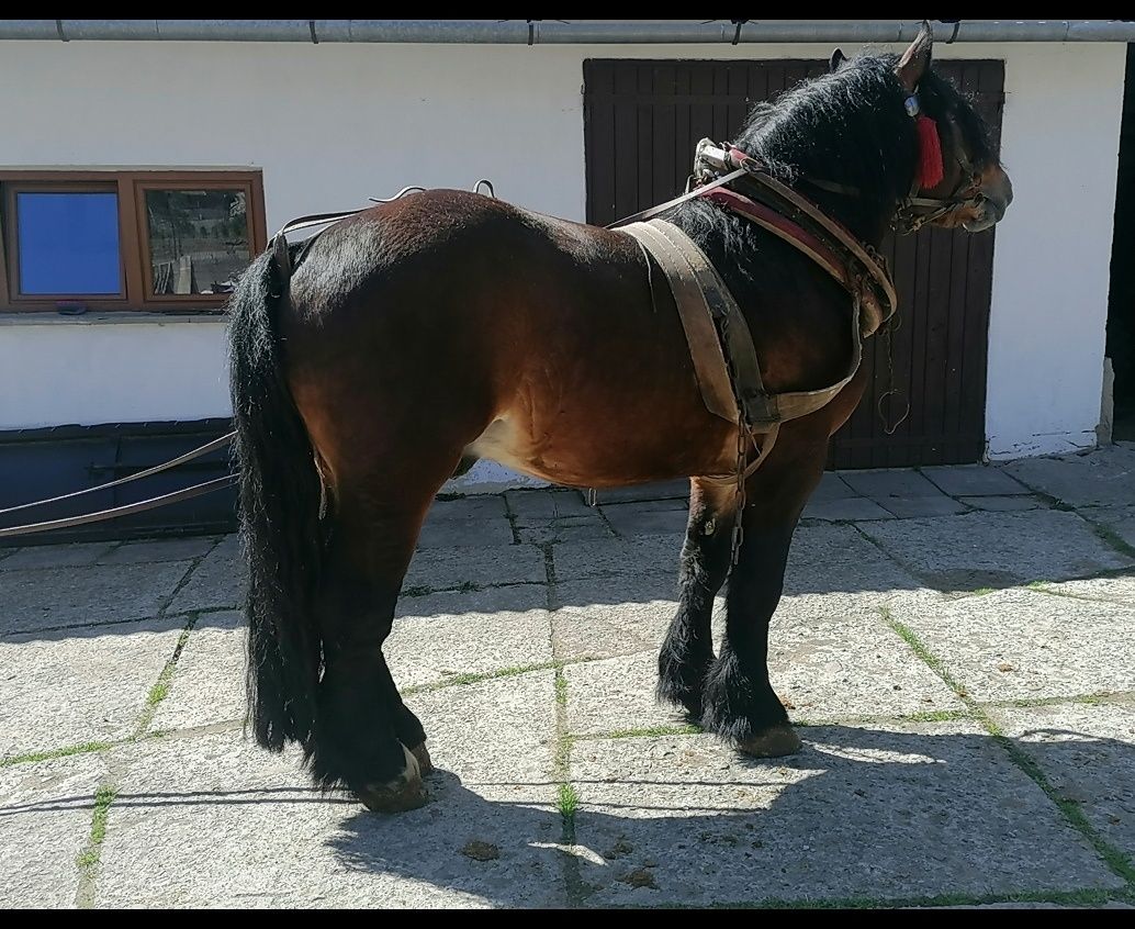 Sprzedam konia, Koń