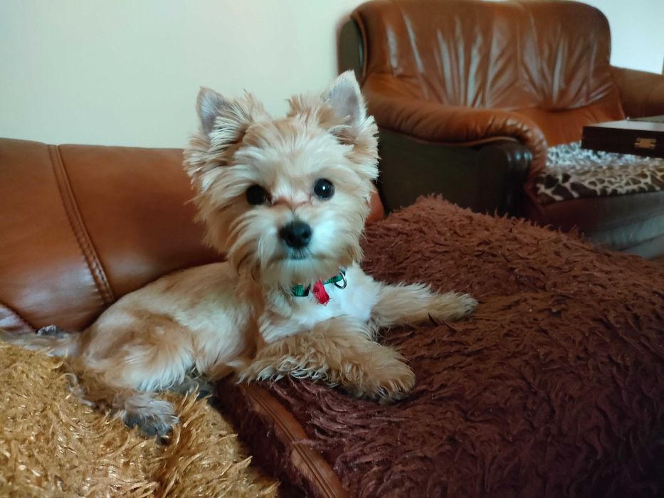 ARIA blue merle z niebieskim okiem