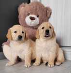 Golden Retriever Super Maluszek