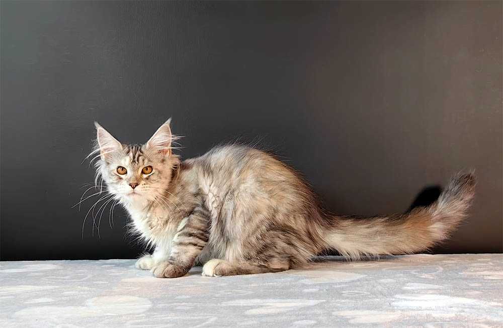 Kotka Maine Coon srebrzysta szylkretka FPL/FIFe gotowa do odbioru