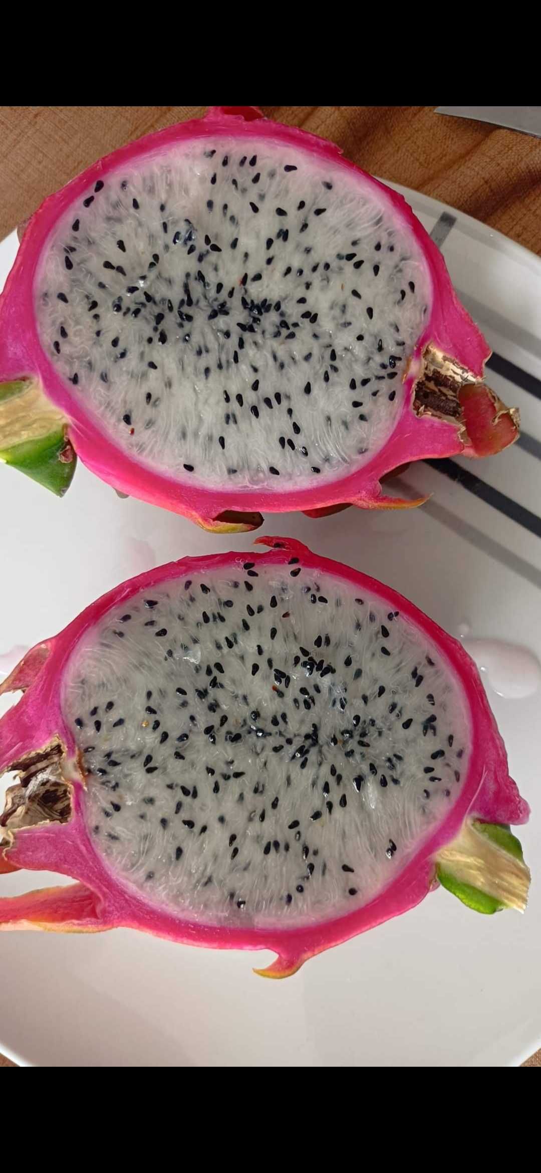 Mudas de pitayas