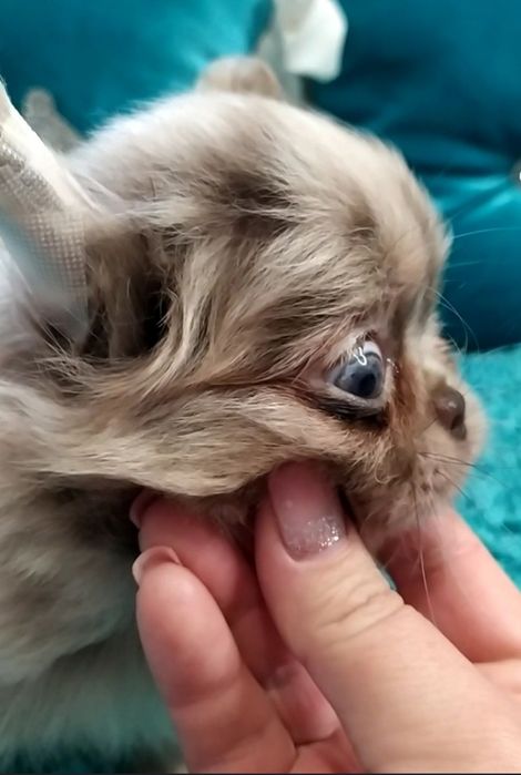 Мармурові малюки чихуахуа