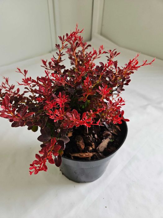 Berberys Bagatelle 30cm karłowy krzew ozdobny o czerwonych liściach C2