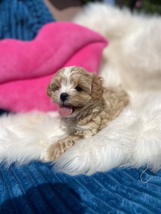 Vip цуценята мальтипу