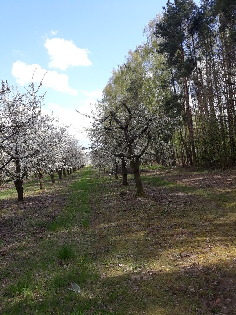 Sprzedam działkę  pilne