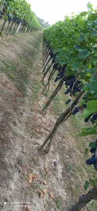 Sadzonki winorośli  winogrona Leon Milot