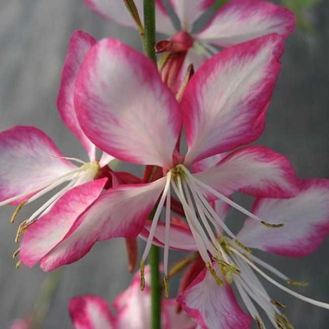 Гаура або бджолоцвіт