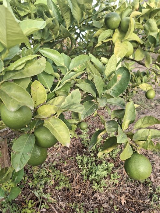 Limas (colheita no dia)