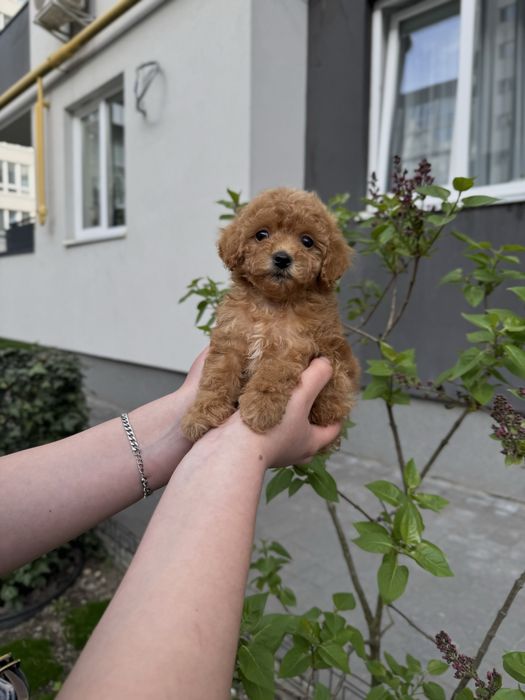 Чудові Мальтипу (мікро, міні, стандарт)