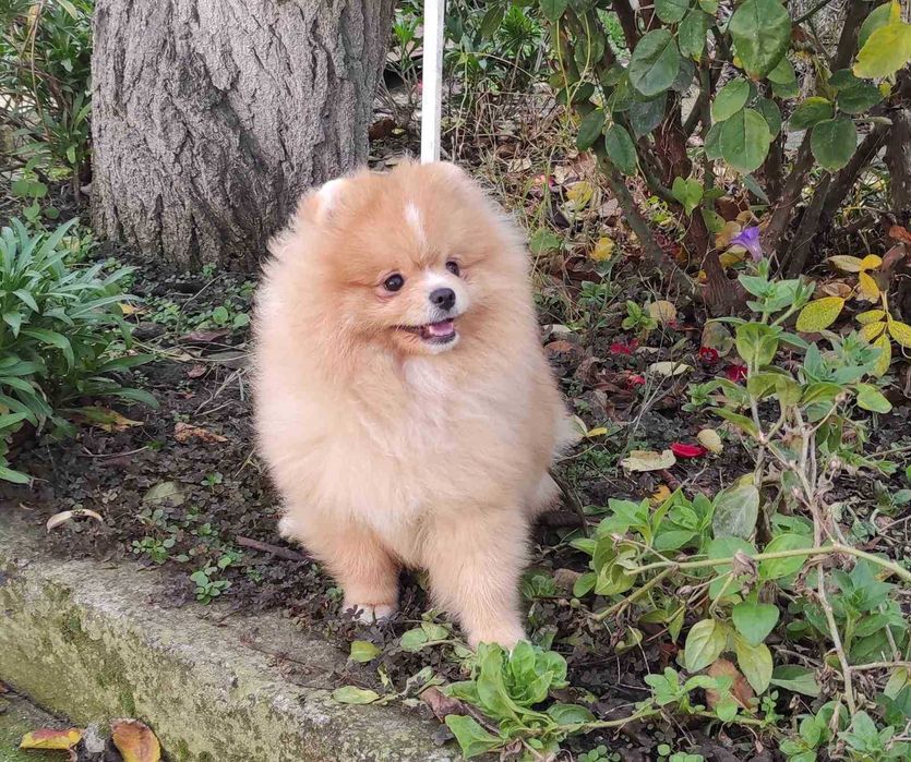 Мальчики померанского шпица, типаж мишка