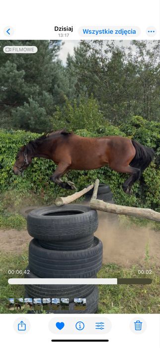 Sprzedam klacz huculską