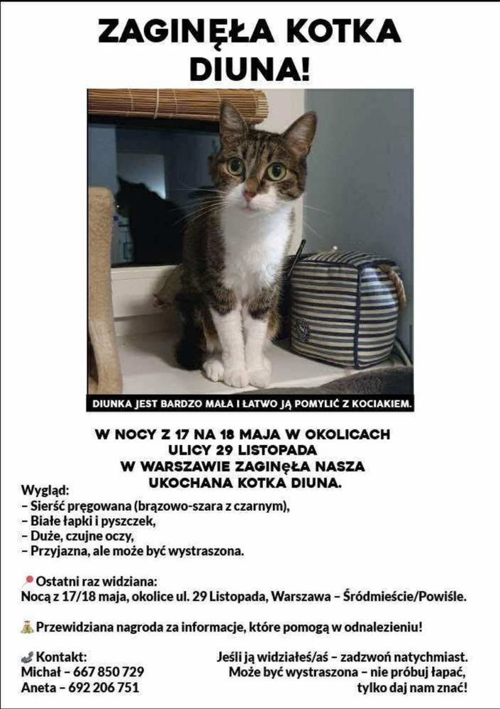 Zaginęła kotka Diuna !!! Solec/Powiśle/Czerniaków/Mokotów