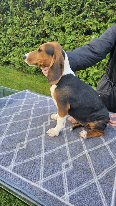 Piesek szczeniaki Gończy Serbski Trójkolorowy Gończy Polski posokowiec