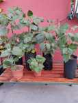 Planta de Fisalis