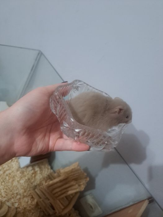 Chomik syryjski długowłosy (samica)