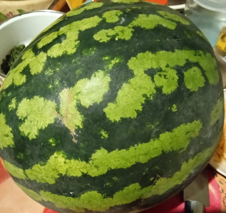 Насіння - кавун, диня, кабачки, гарбузи