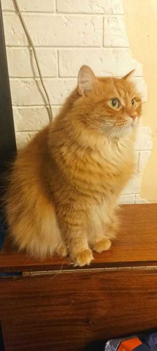отдам кота,  неежный, ласковый