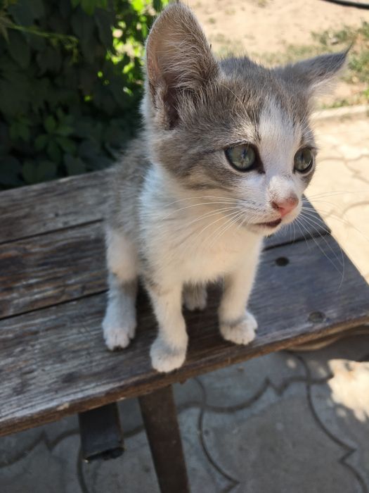 Кошенята шукають хорошу родину