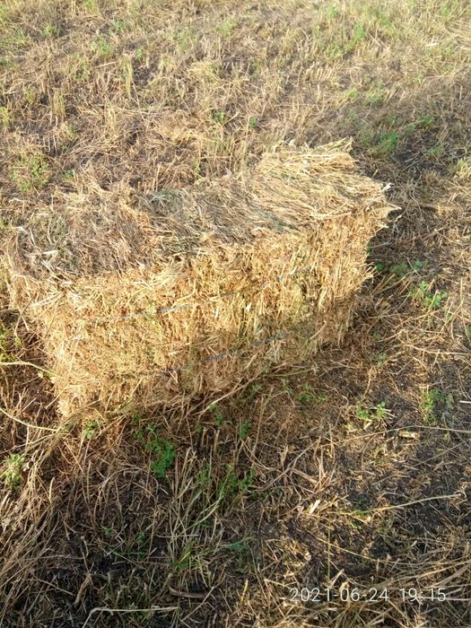 Сіно люцерни в тюках
