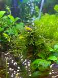 Camaroes aquario yellow