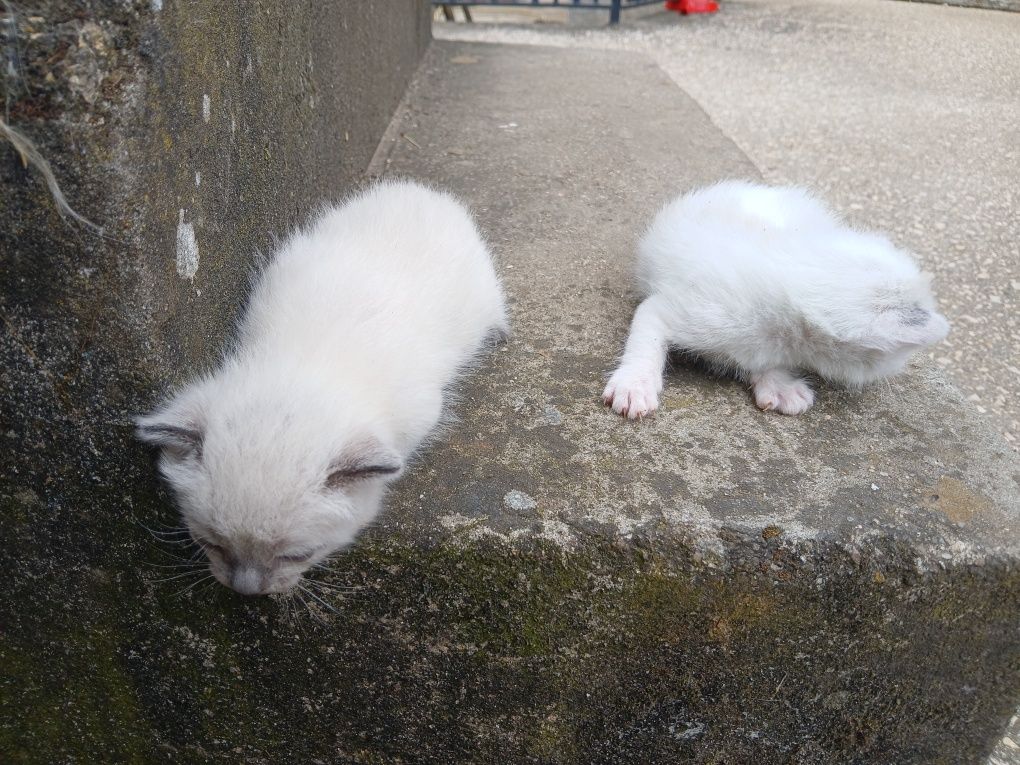 Gatos para adoção