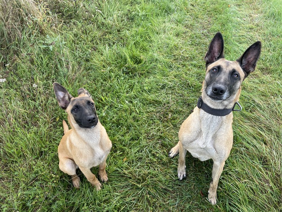 Owczarek belgijski Malinois FCI