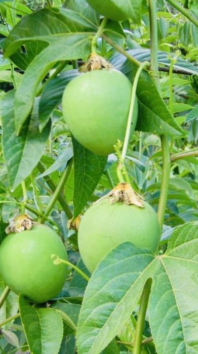 гумі актинідія маракуя ірга чекалкін горіх