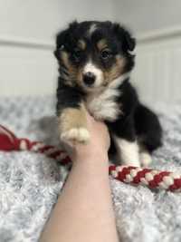 Owczarek szetlandzki suczka tricolor sheltie