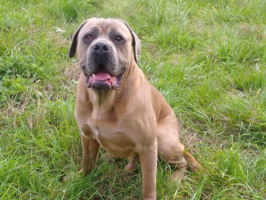 Cane Corso dorosły pies o umaszczeniu formentino