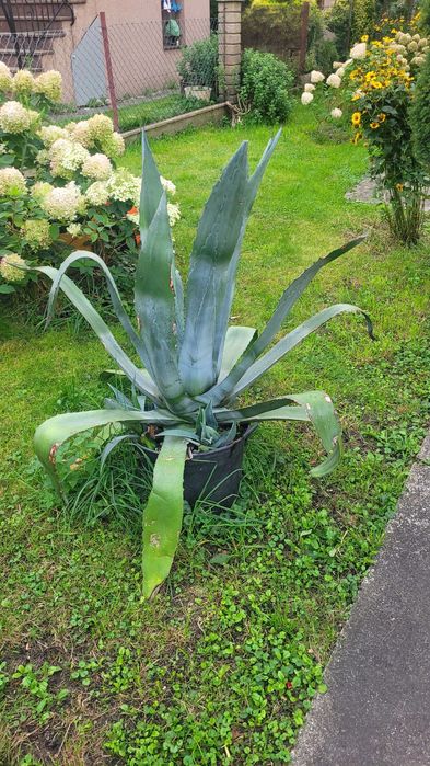 Agawa - roślina domowa