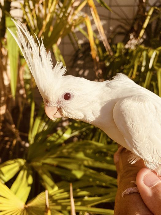 Caturra domesticada excecional Branca