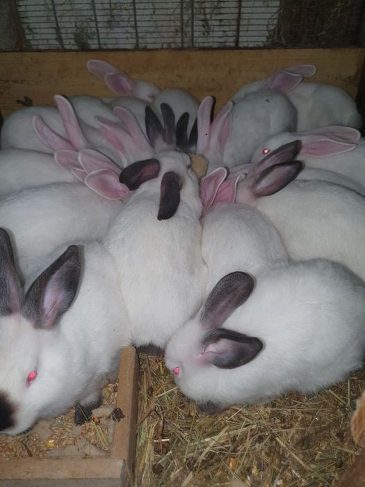 Kroliki termuckie i kalifornijskie i krzyzowka