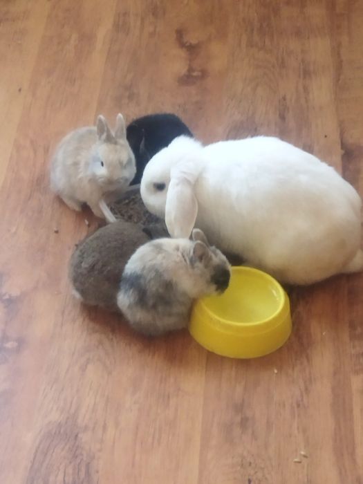 Нідерландські декоративні кролики.