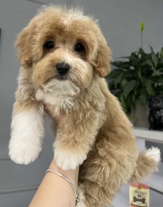 Мальтипу Ф 1 хлопчик