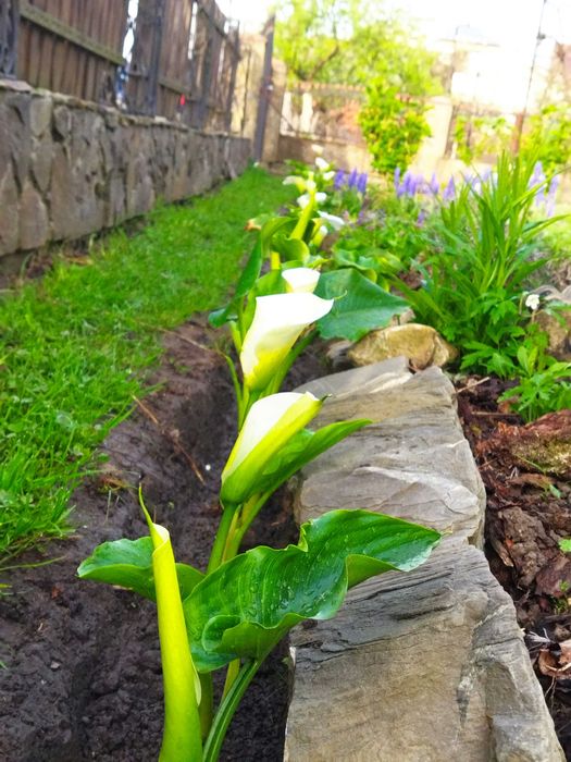 Кала біла ефіопська