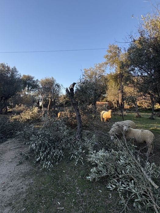 Limpeza de oliveiras