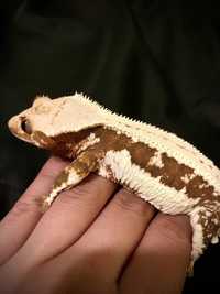 Gekon orzęsiony samica jaszczurka created gecko