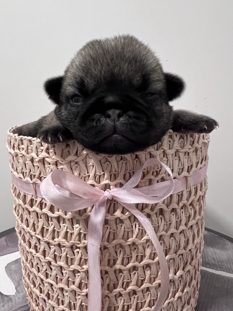Mops Layla suczka rodowod FCI ZKwP