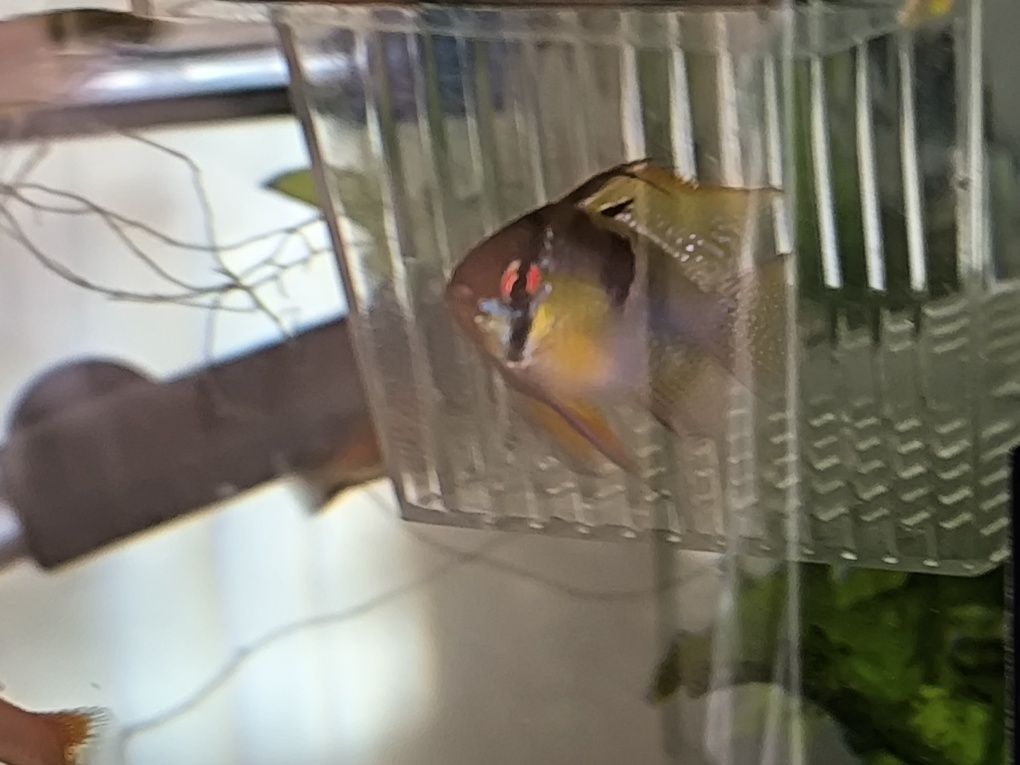 Ramirezi German Blue Macho