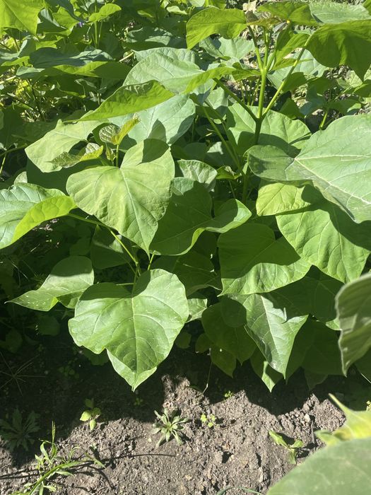 Katalpa z wlasnego ogrodu kopana z gruntu