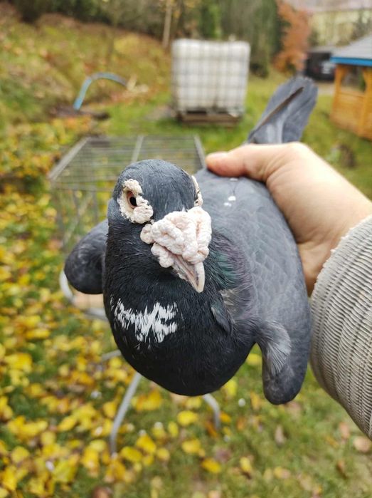 Gołębie pocztowe Farby!