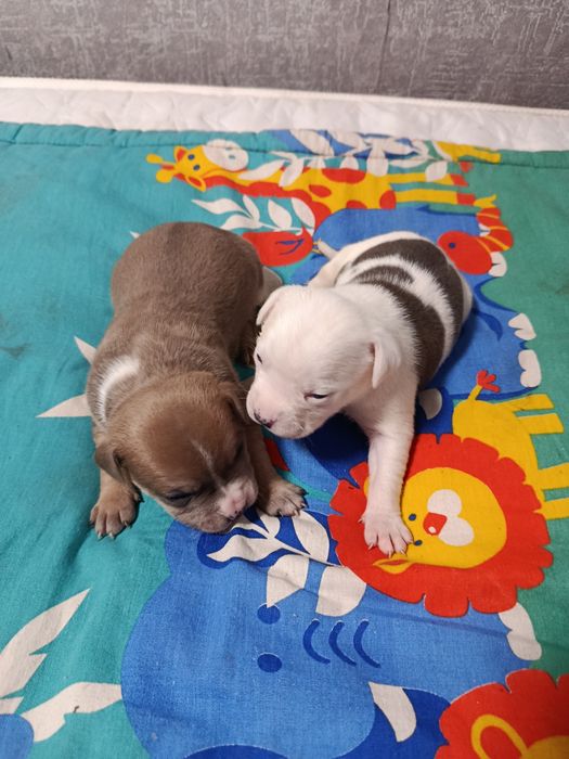 ЩЕНКИ Американского стаффа.