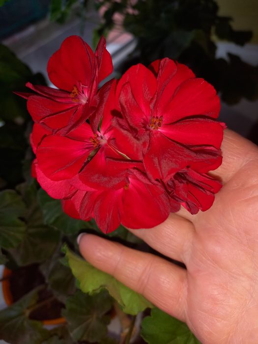 Пеларгонія зональна , герань