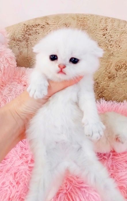 Срібні хлопчики красунчики шиншилки