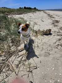 Jack Russel de 1 ano e meio