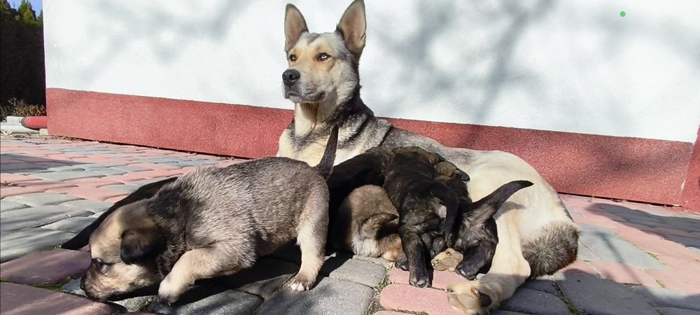 Oddam za darmo pieski