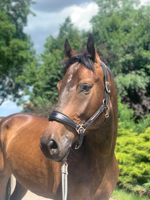 SARACEEN 5 letni wałach skokowy / WKKW (Carpe Diem x Grand Amour)