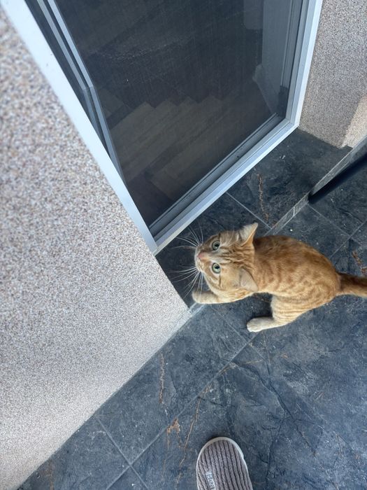 Отдам котика в хорошие руки